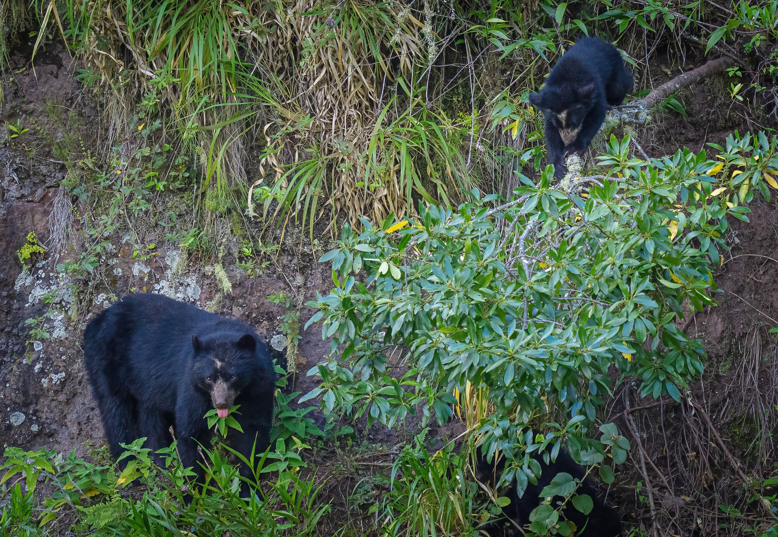 Two black bears in a forested area with green foliage and a rocky background.