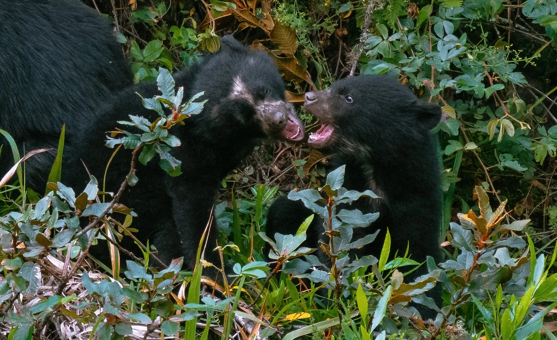 Two young black bear cubs playfully confront each other in a lush green forest area surrounded by bushes and plants.