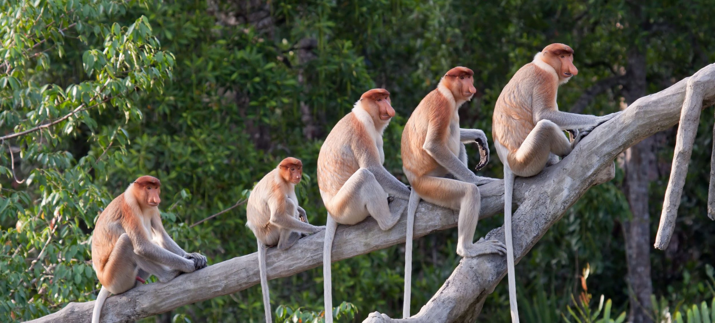 Kinabatangan-River-probiscus-monkeys-e1501581678431.jpg