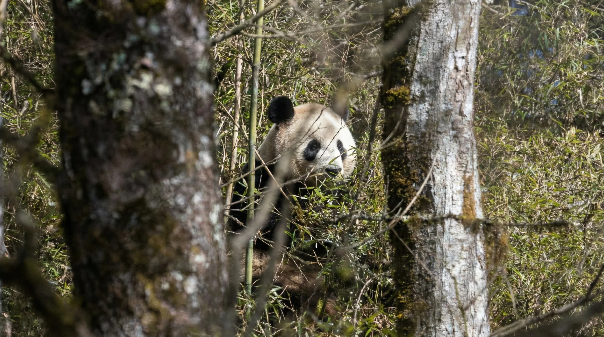 China's Wild Giant Pandas