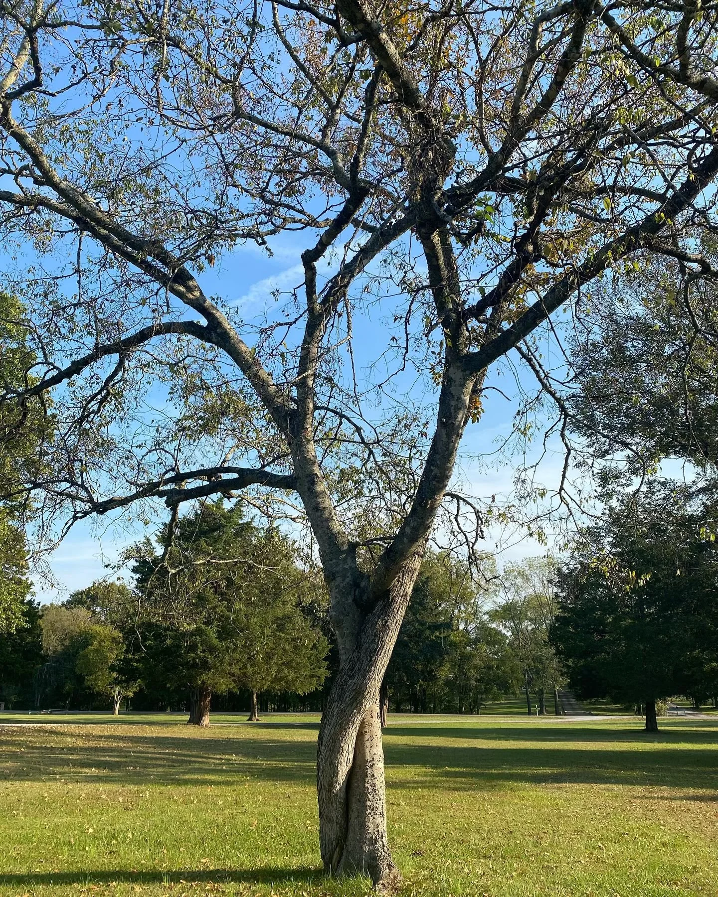 Tree

#tree
