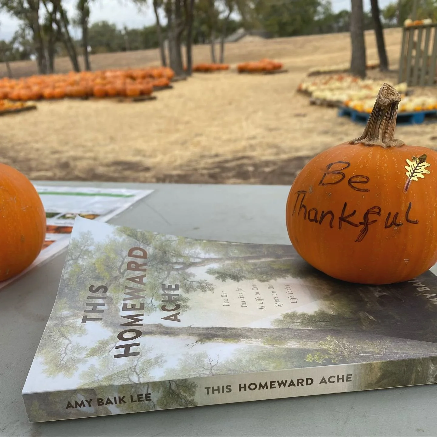 Friday mornings at the pumpkin patch with a good book

#currentlyreading #amybaiklee #finallyfall #tbr #booksbooksbooks