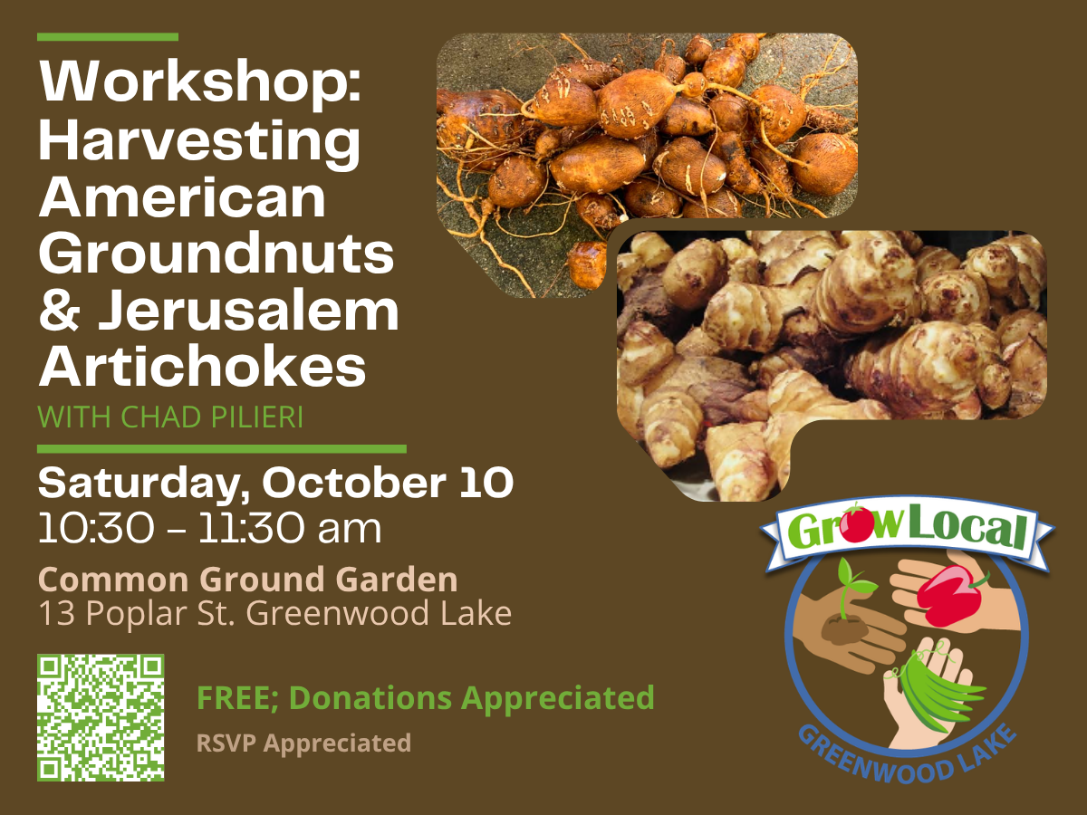 Workshop: Harvesting American Groundnuts &amp; Jerusalem Artichokes