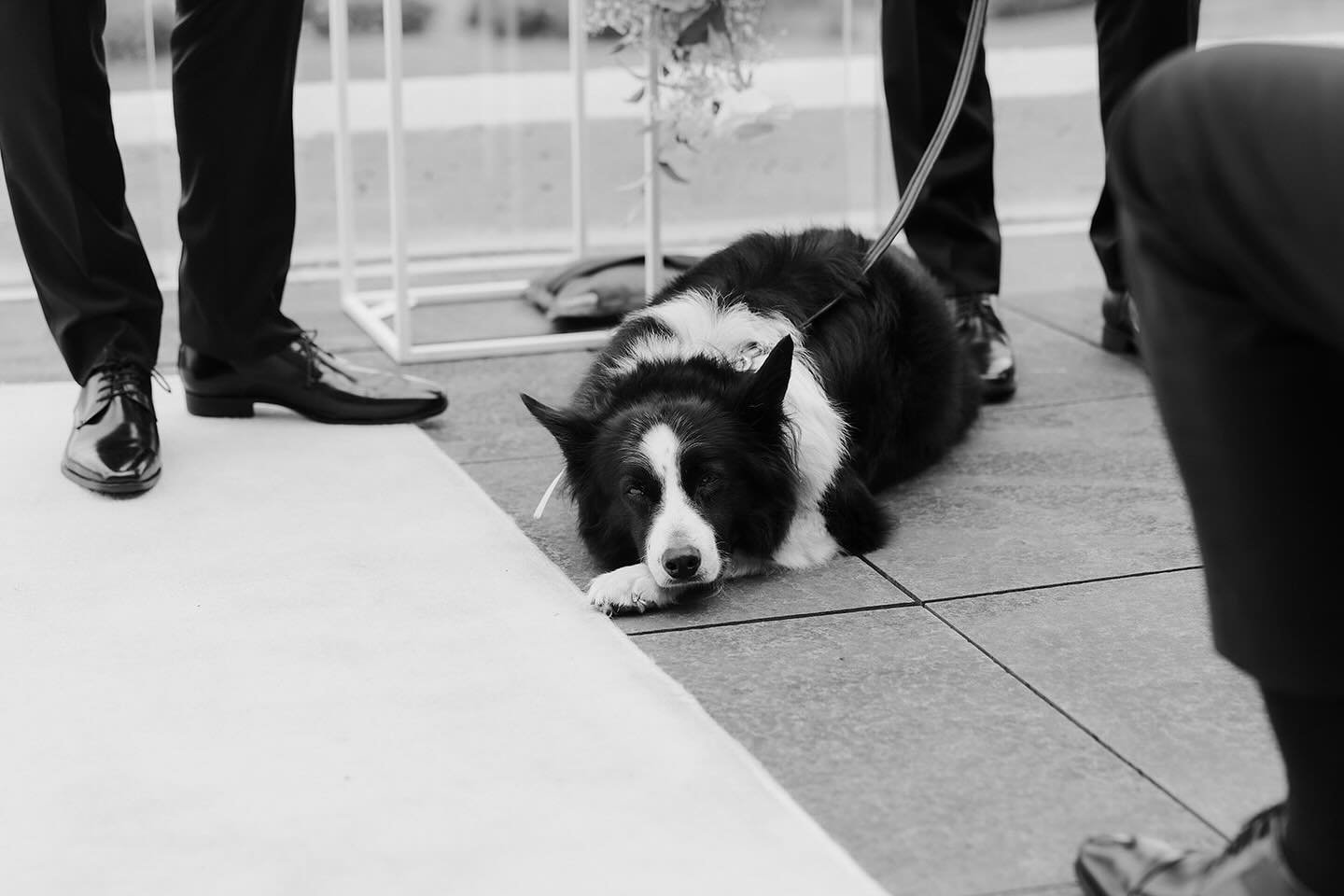 Dogs + weddings = so, so good 🐶

Charlie was a hell of a good boy for Matt &amp; Shay&rsquo;s ceremony! 

📸 @dustandsaltphotography