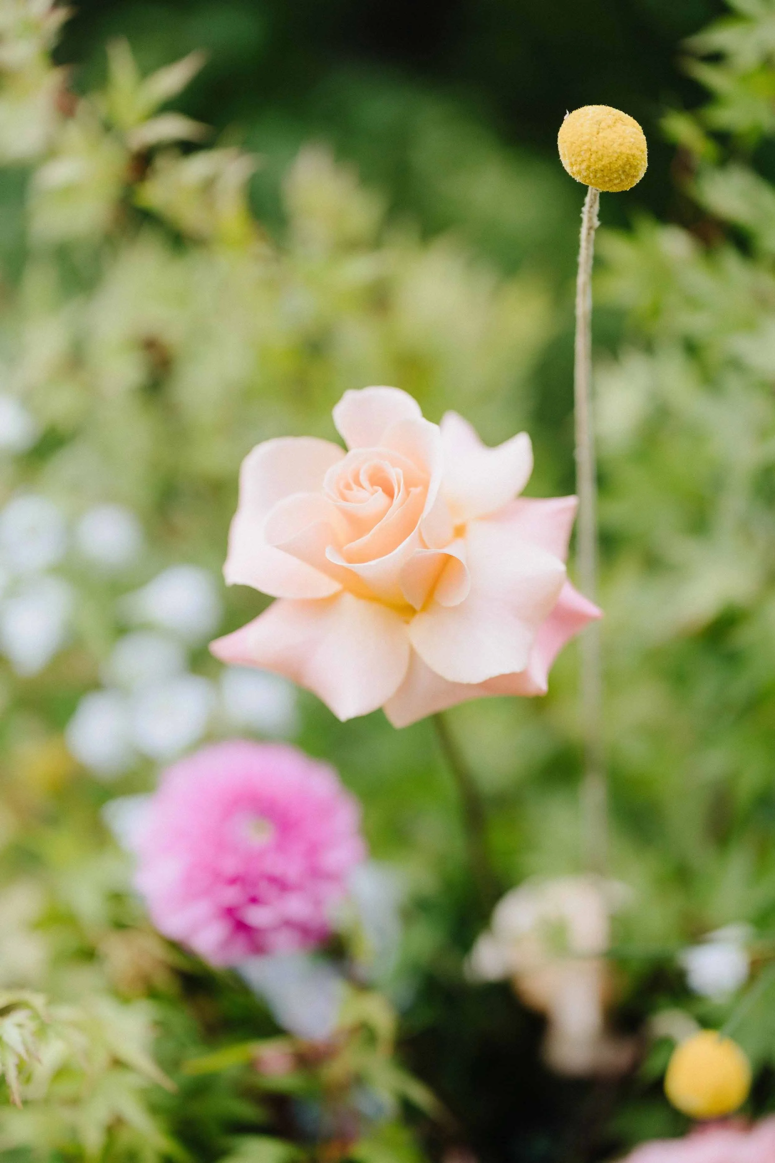 A peach rose and a yellow billy button in close-up, part of the floral installation at Aisling and Alex's ceremony at Fitzroy Gardens.