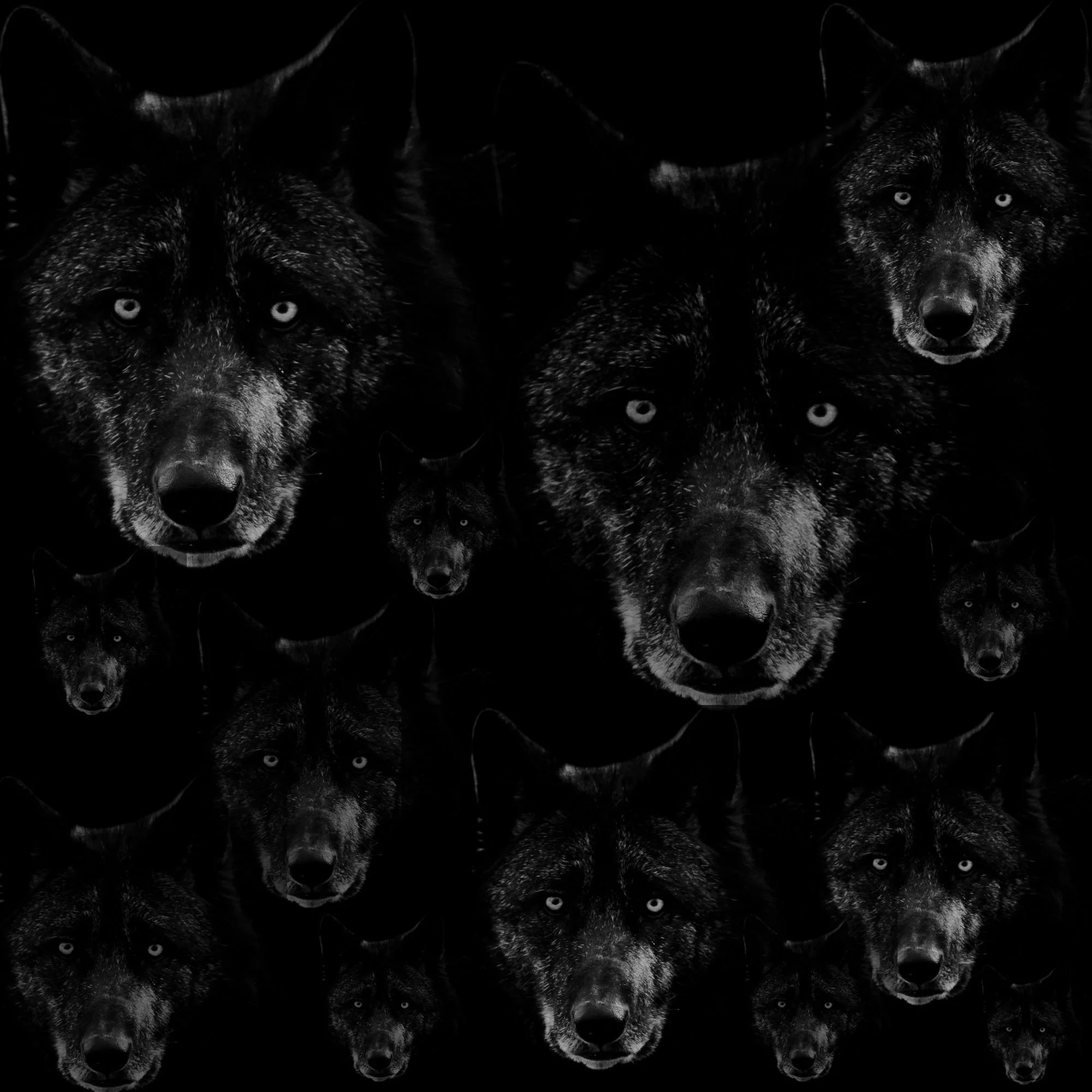 Wolves Img .jpg
