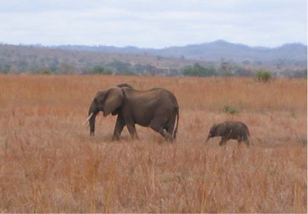 elephants.png