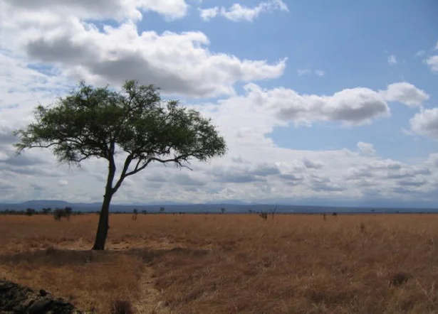 tree.jpg