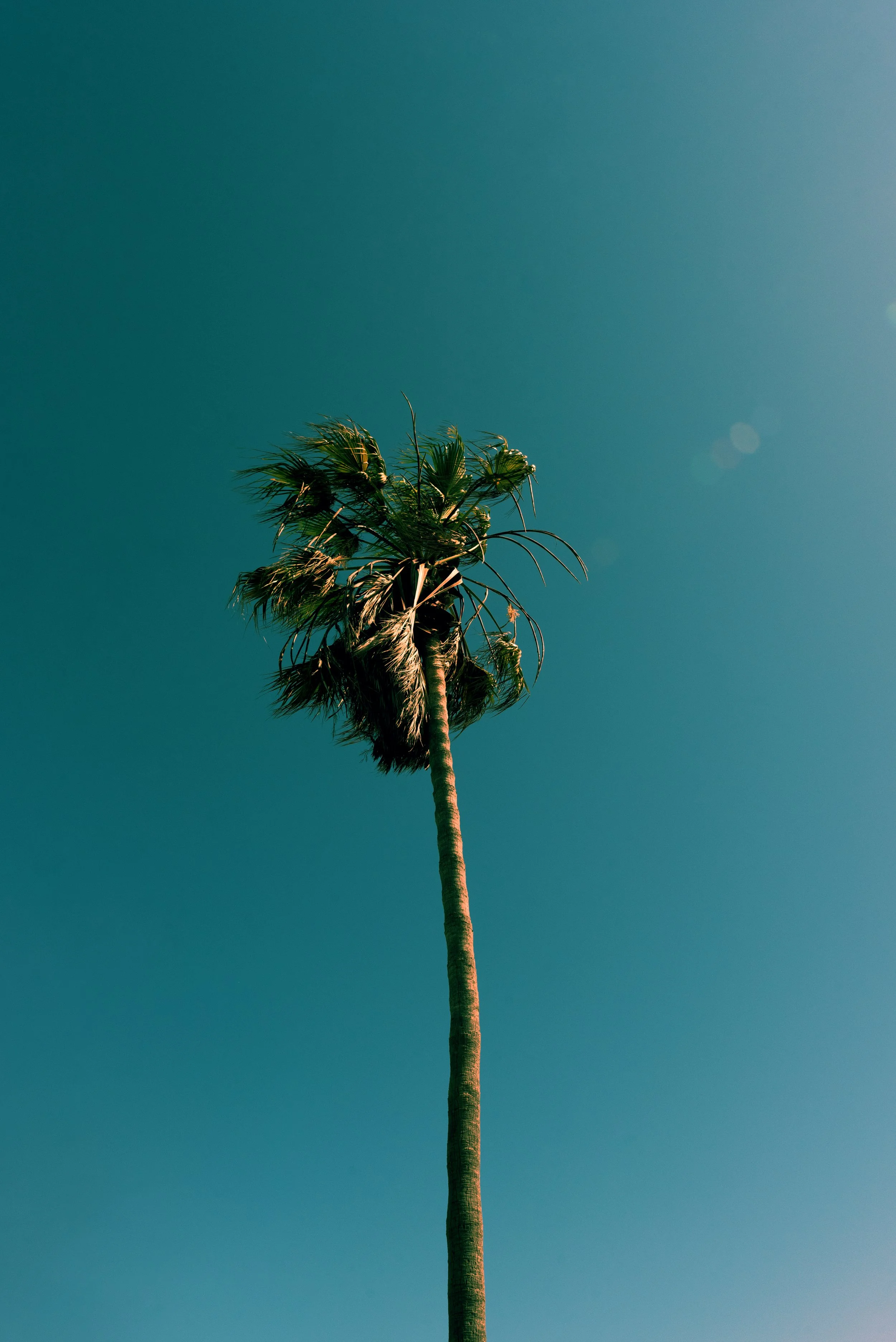 19-los-angeles-lone-palm-tree-vibrant-blue-sky.jpg