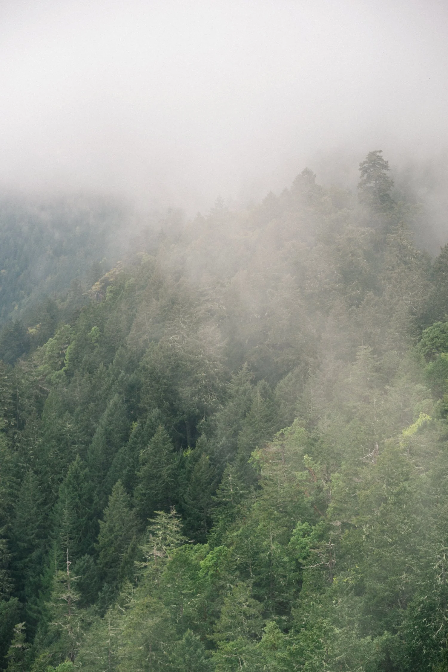 13-malahat-skywalk-victoria-bc-rainforest-fog.jpg