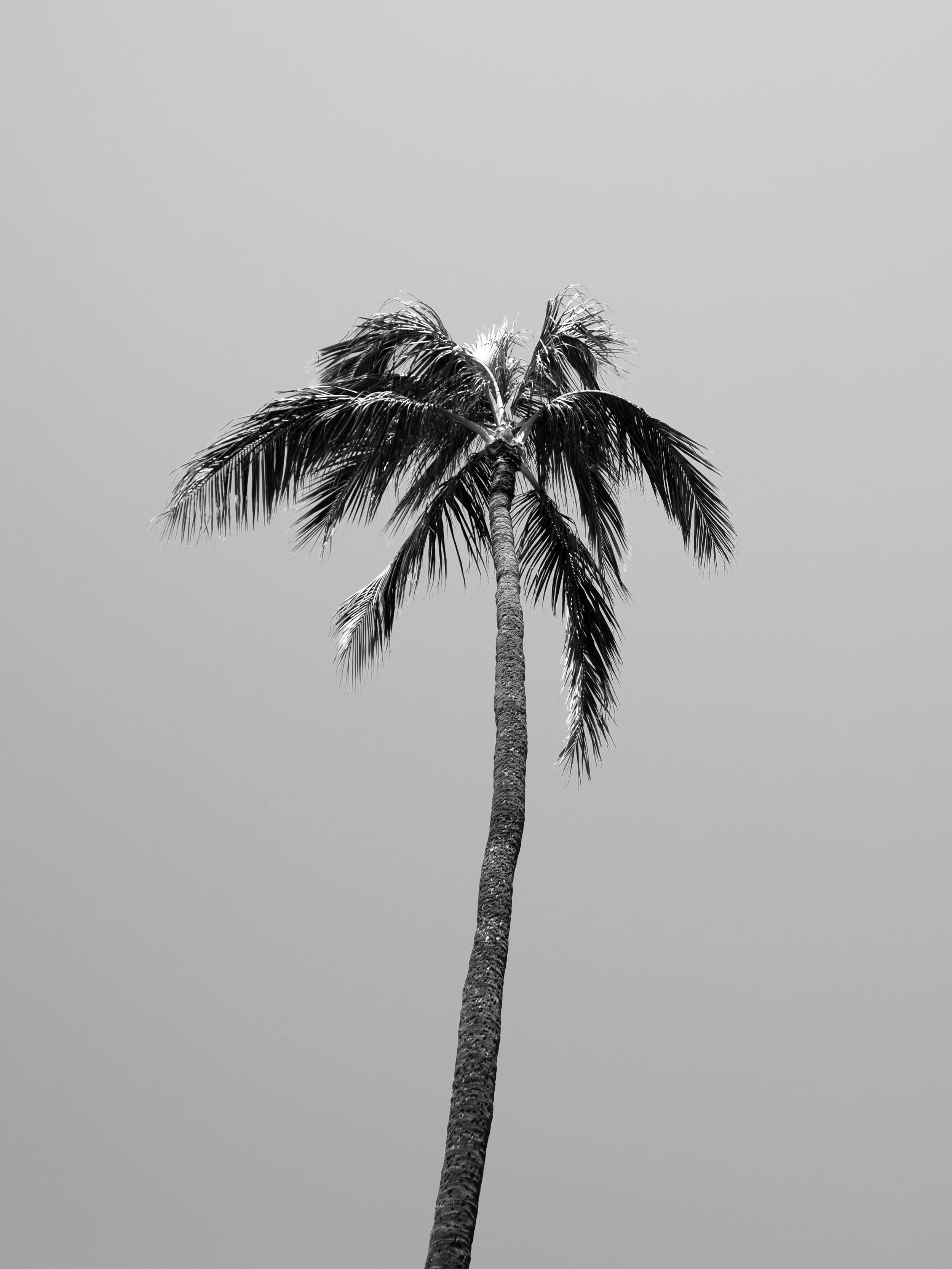 17-hawaii-palm-tree-black-white-minimalist.jpg