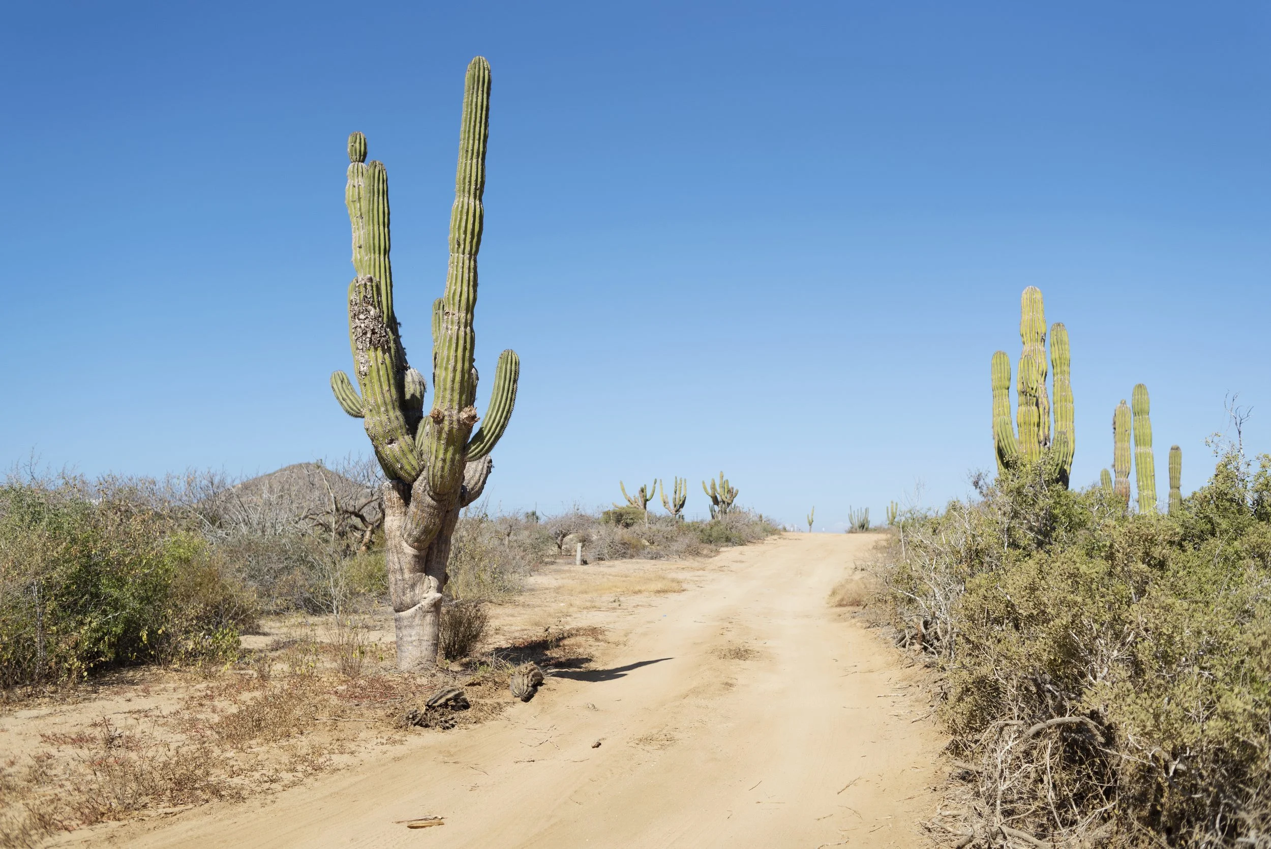 27-baja-cerritos-desert-cactus-golden-light.jpg