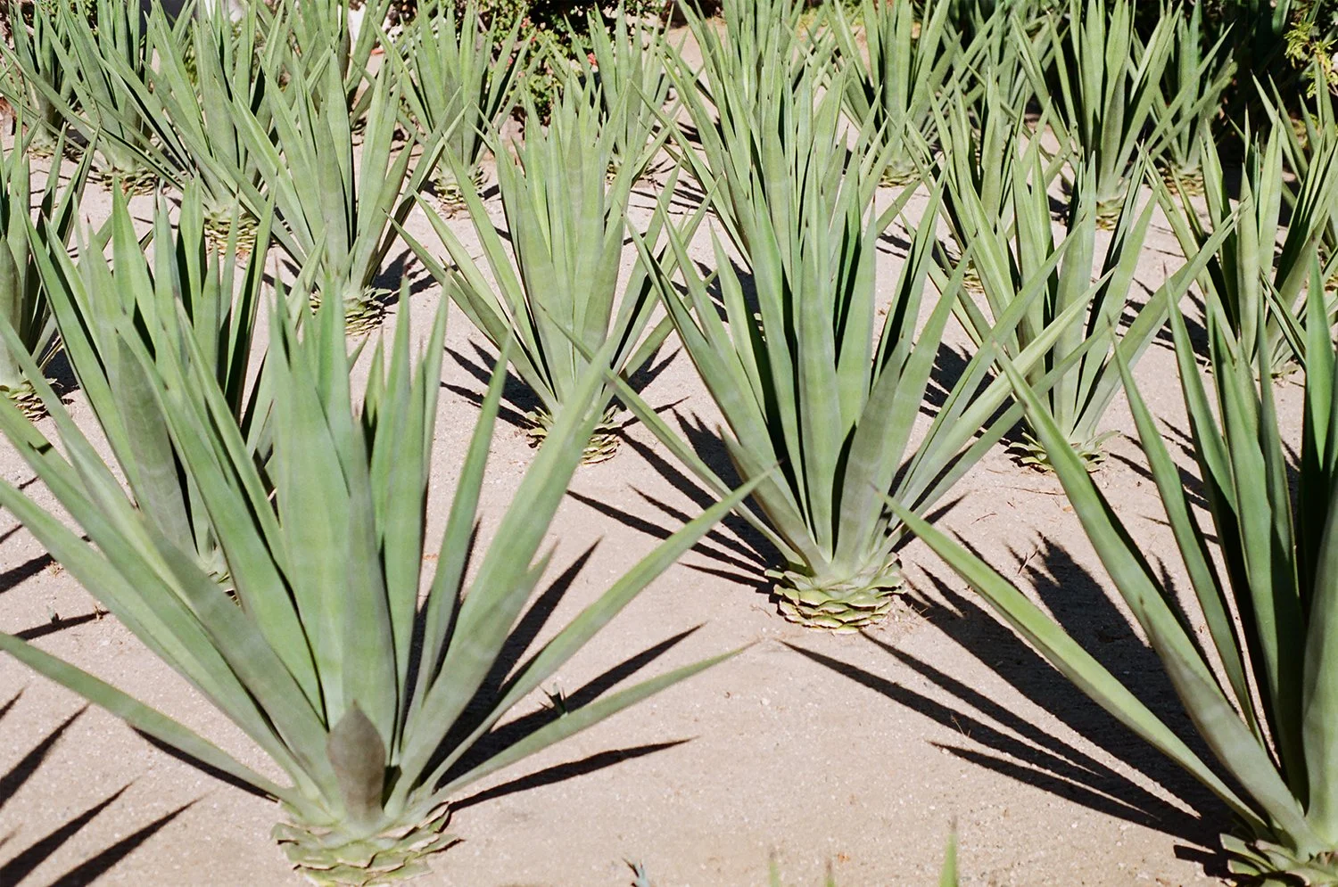 CUT-baja-cerritos-agave-plants-flat.jpg