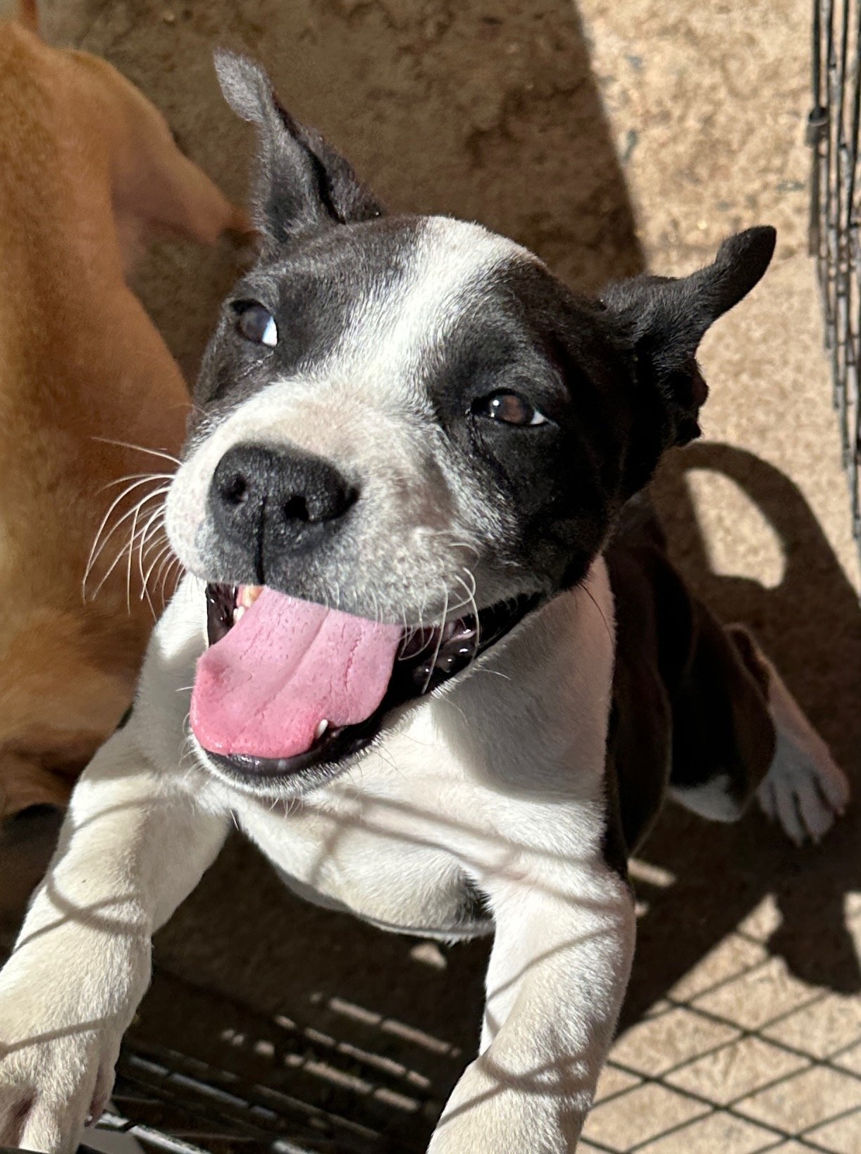 17 Tips to Help Your New Dog Succeed