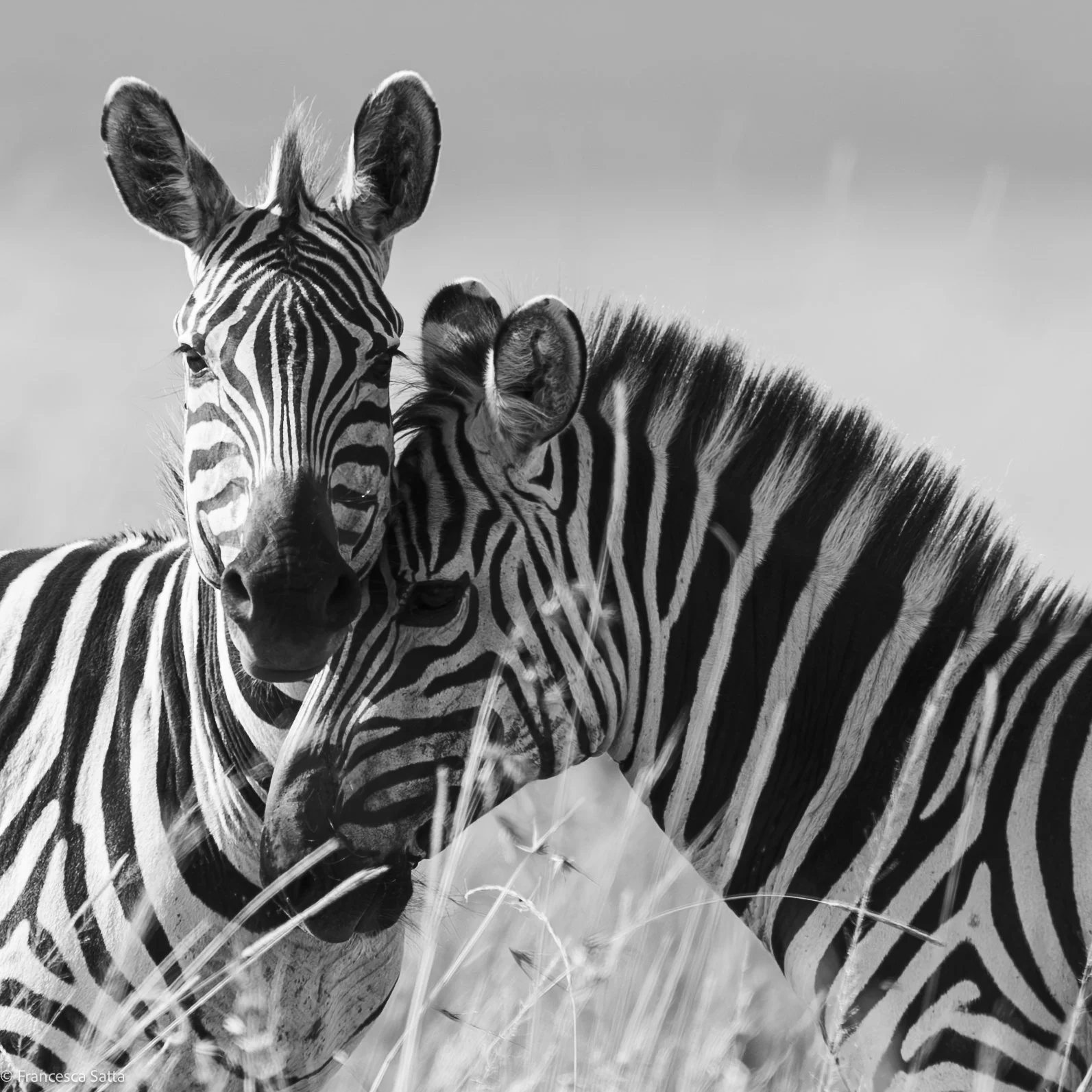 Two zebras standing close together, heads touching, in black and white.
