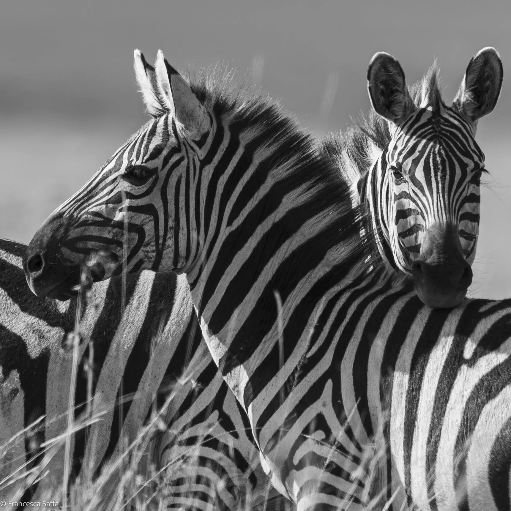 Two zebras standing closely in a black and white photograph, showing their striped patterns.