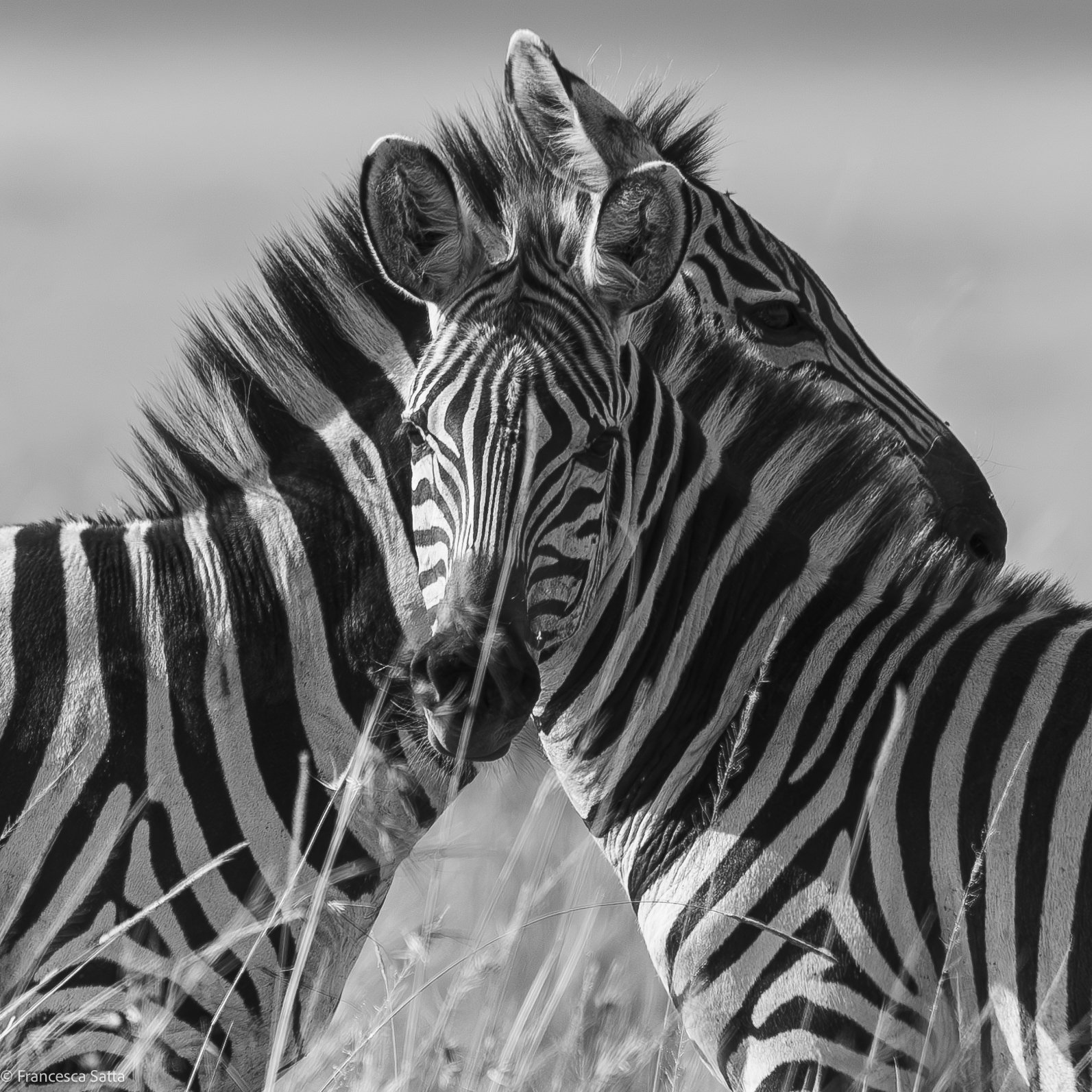 Two zebras facing each other in a field of grass, captured in black and white.