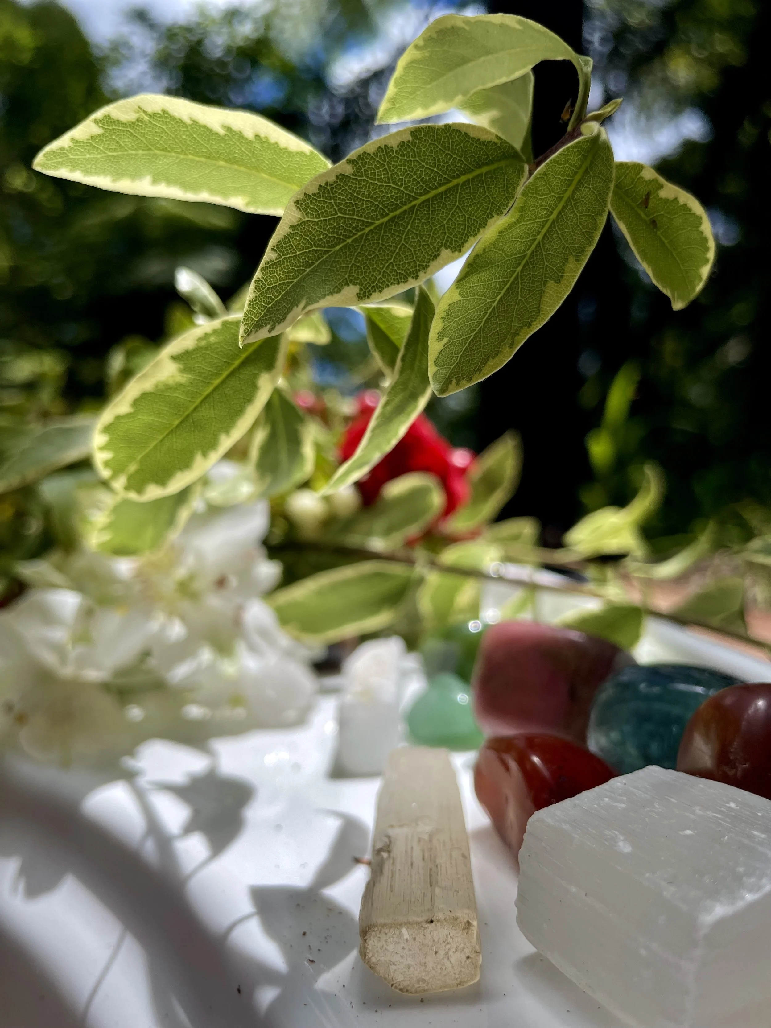 Close-up of assorted gemstones and leaves with sunlight filtering through, including green, red, and clear stones, next to a branch of leaves with white edges.