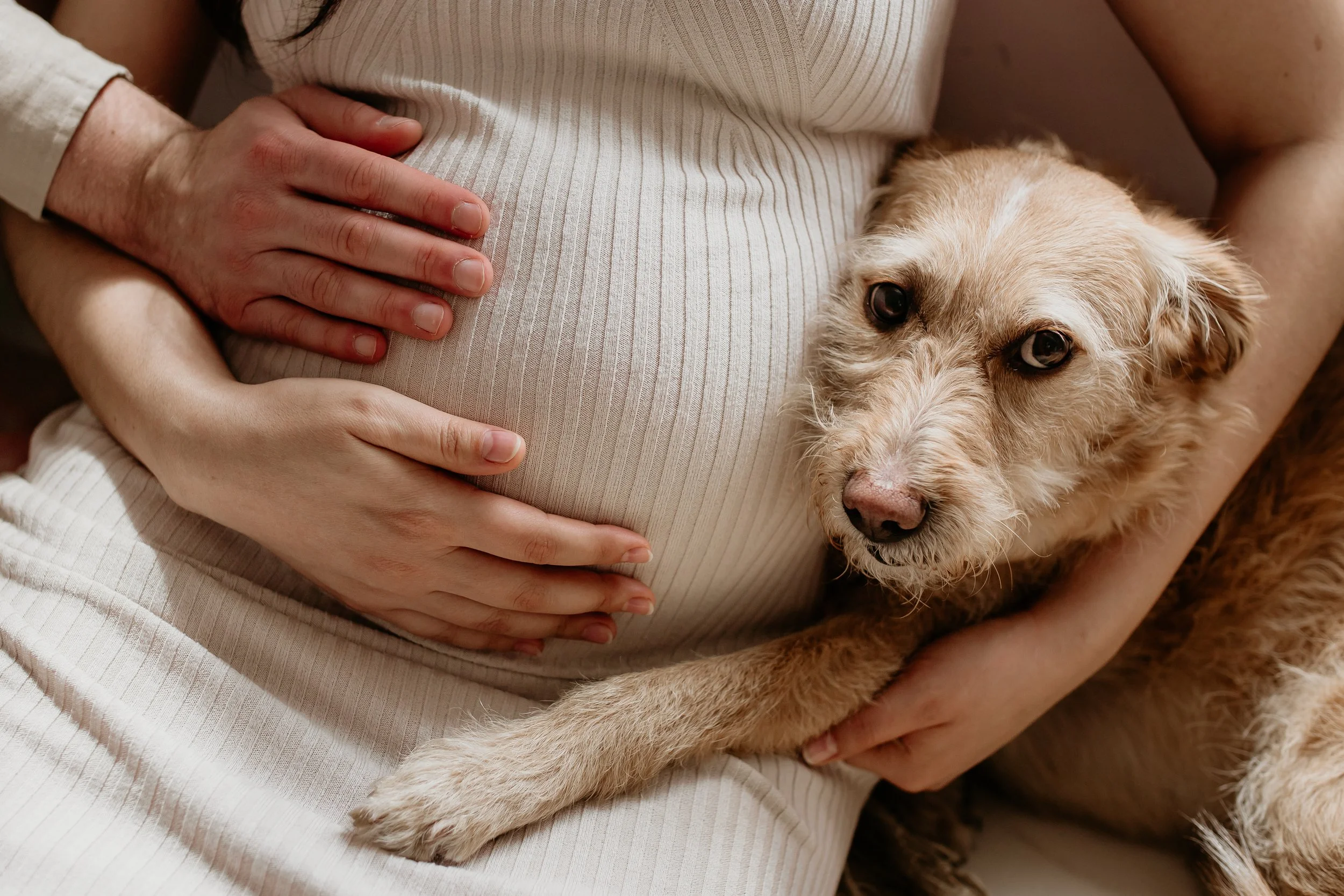 A person holding a yellow retriever puppy on their lap, with the person wearing a cream-colored ribbed top and the puppy looking at the camera.