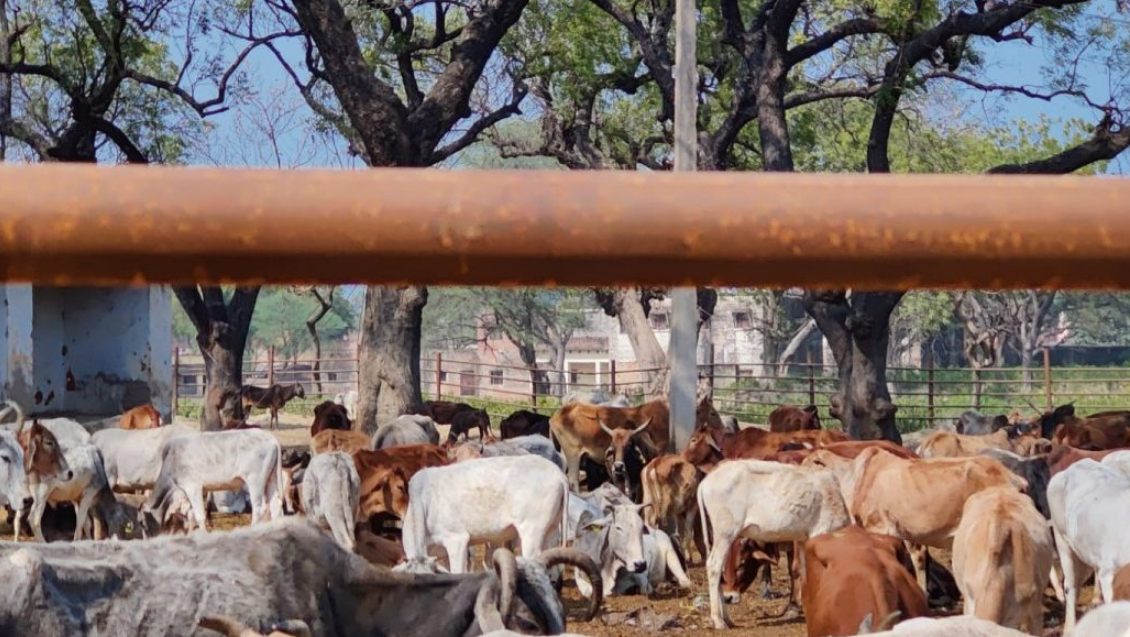 IIT Madras Director Faces Backlash Over His Remarks Praising 'Medicinal Benefits' of Cow Urine