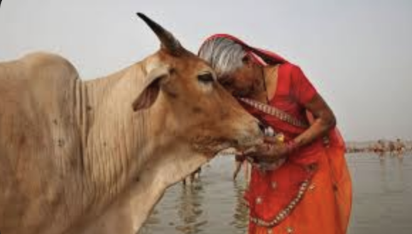 Why an Email About Cows Is Intensifying Concerns About Academic Freedom in India