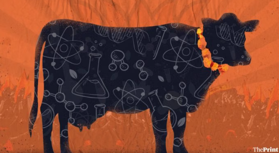 Modi Govt Allocated Rs 98 Cr for ‘Cowpathy’ Research in 2020. IIT Papers Are Now Out