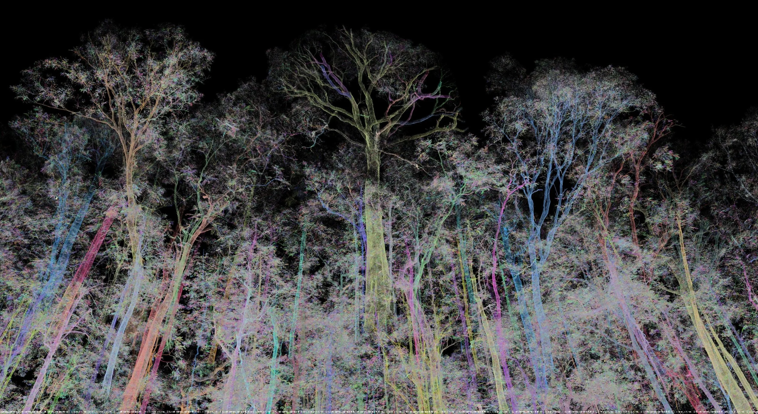 ClimateForce | Rainforest Regeneration