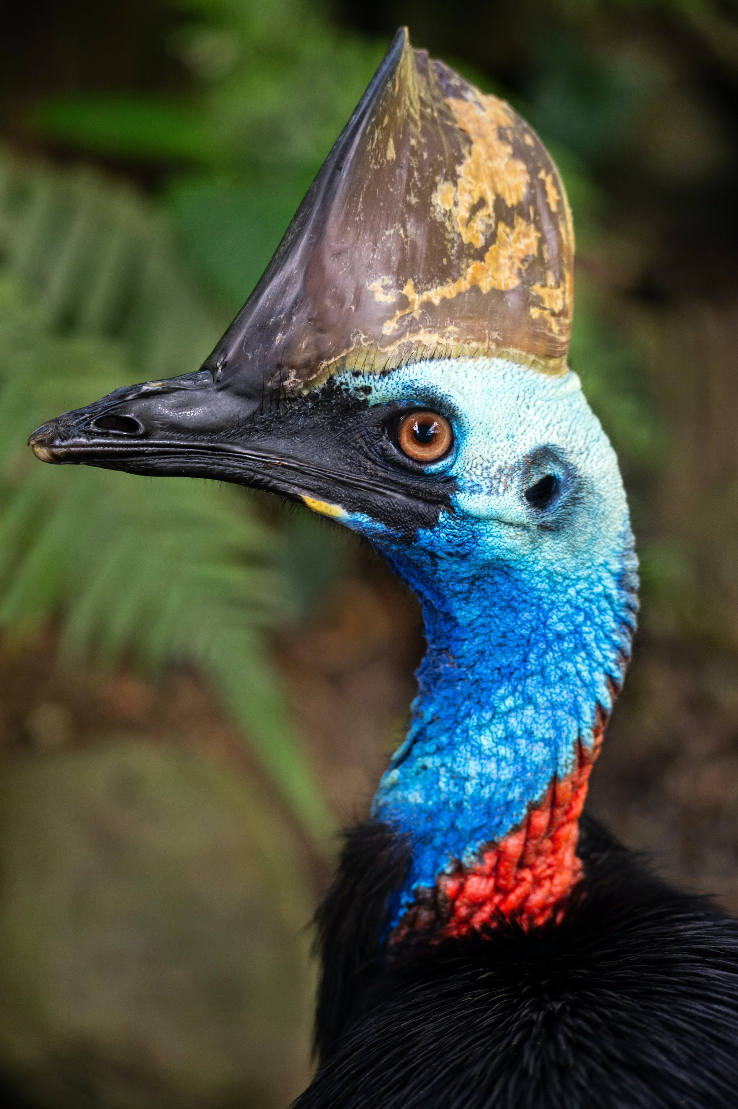 Cassowary close (2).jpg