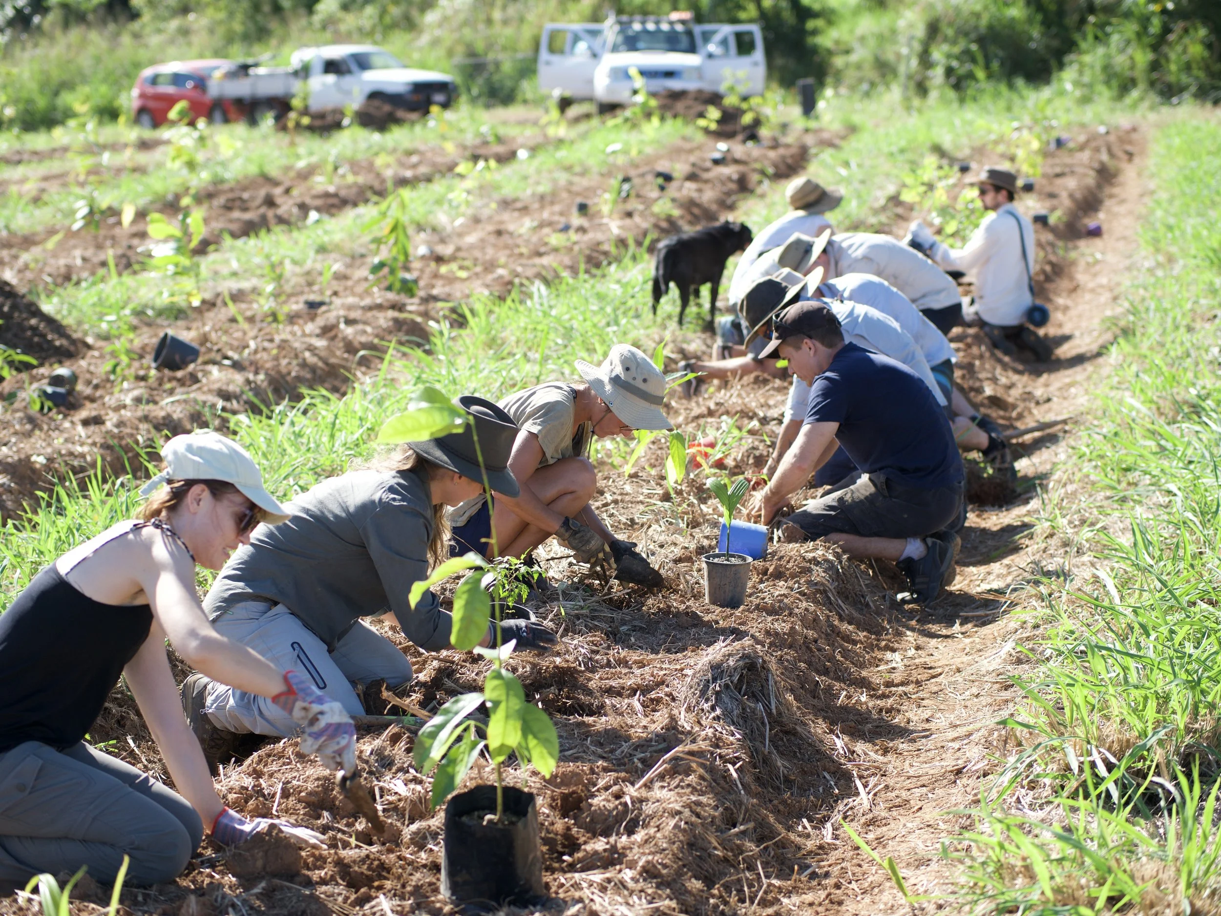 Group Planting.jpeg
