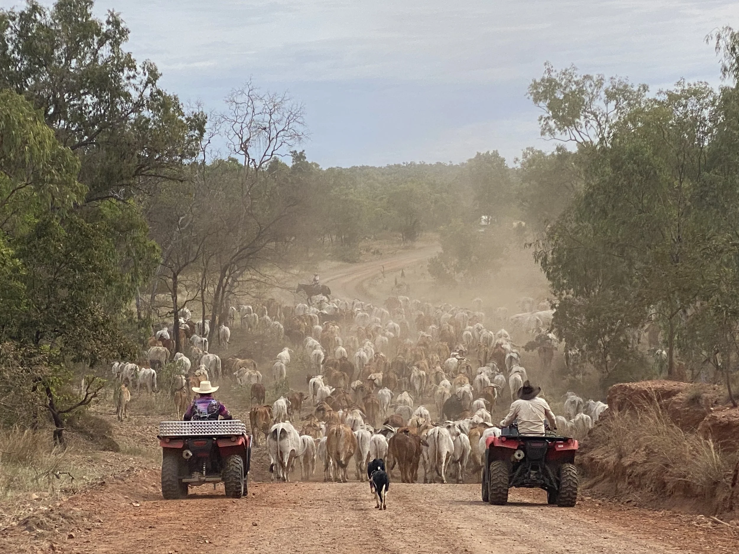 Ag Land _ Cattle.jpg