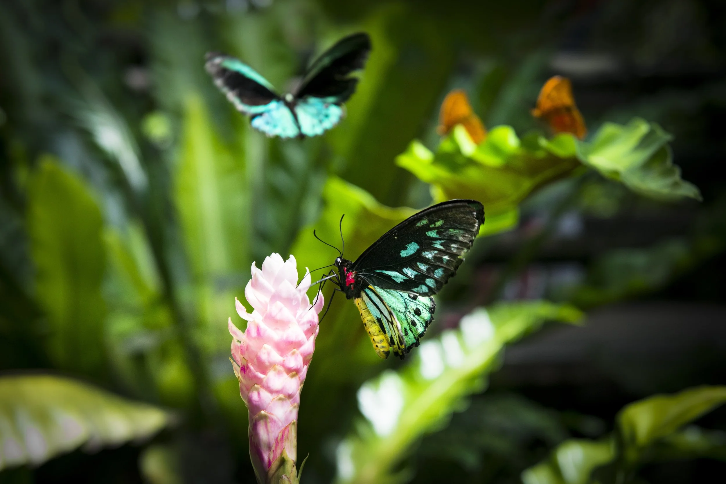 BirdWing Butterflys (3).jpeg