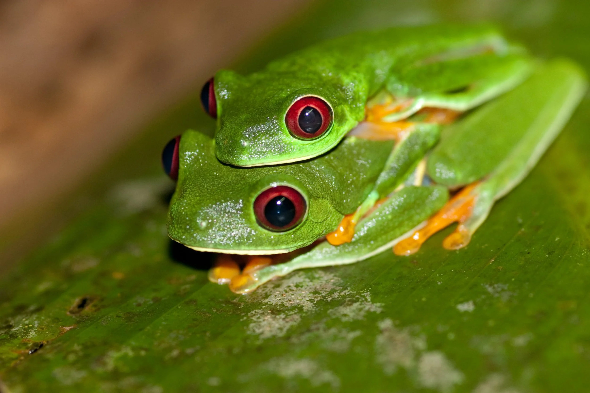 Green Tree Frog (1).jpeg