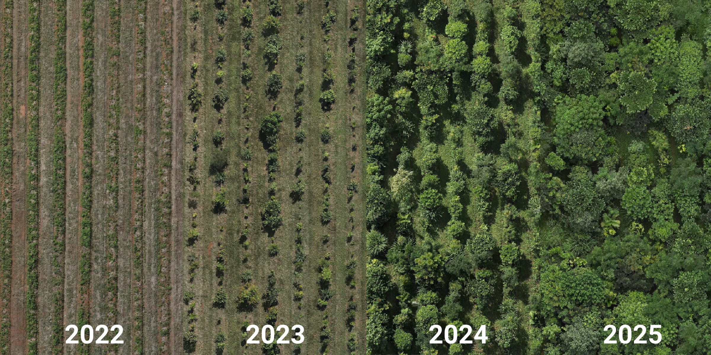 Plant Out 1 Progress (1).png