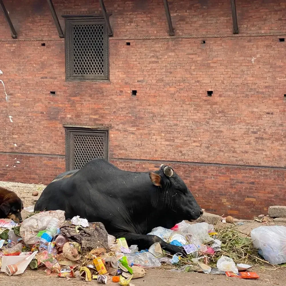 Ochse auf einer Straße in Kathmandu, passend zum Festtag Goru Tihar in Nepal