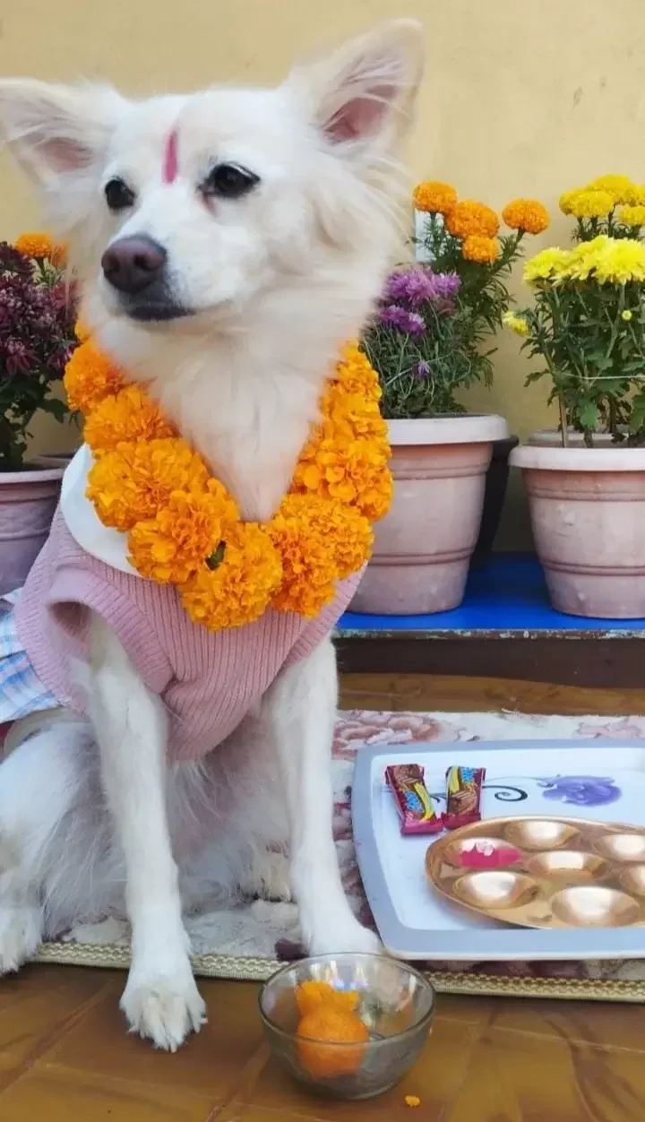 Hund Kushi mit Blumengirlande und Tika während Kukur Tihar in Kathmandu