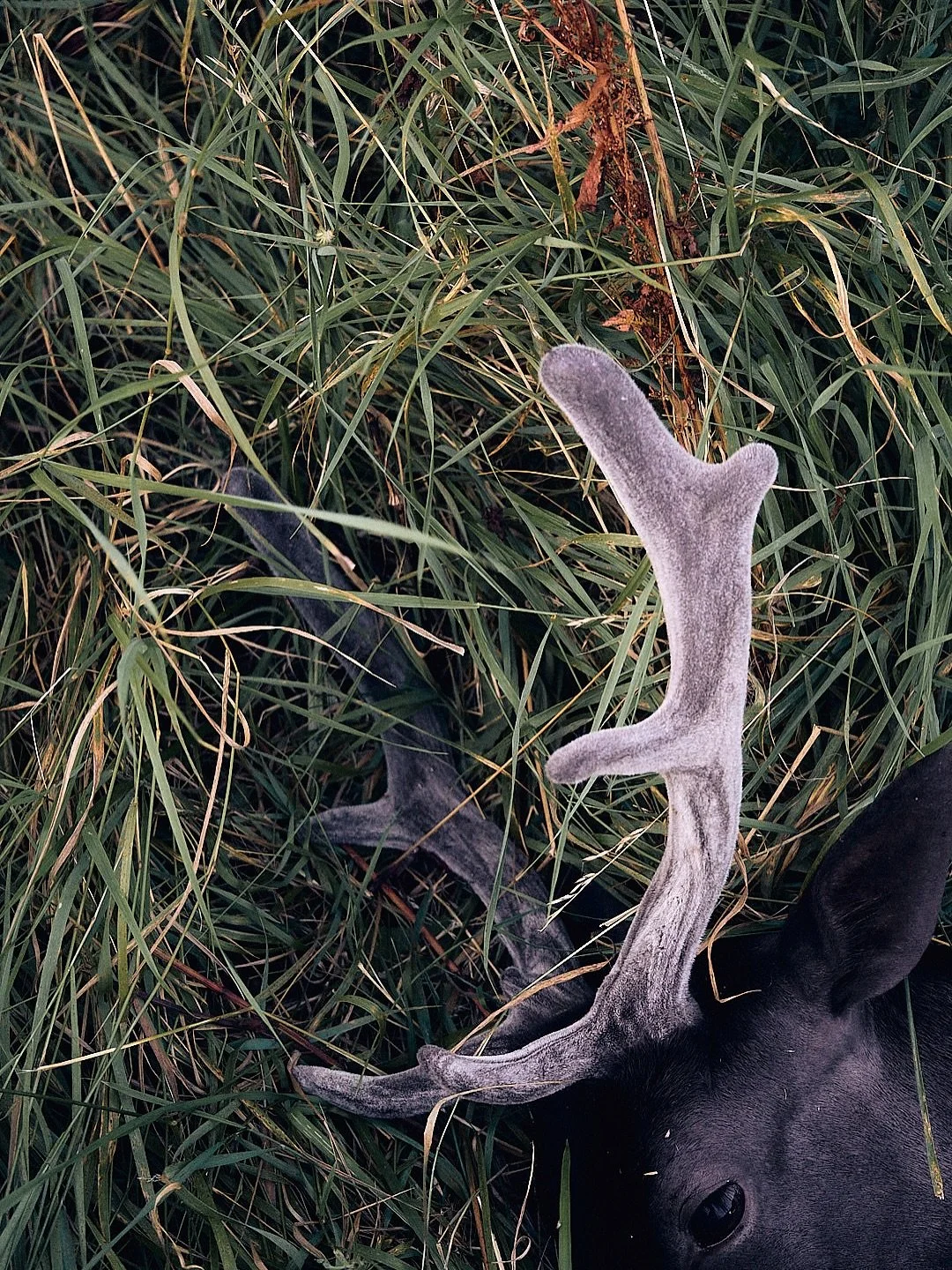 August marks the start.
For outdoorsmen, it’s the first main open season - bucks in velvet, fields golden, farms running at full tilt.
For us, it’s the beginning of our next phase. The shop’s warming up. Designs are locking in. Th