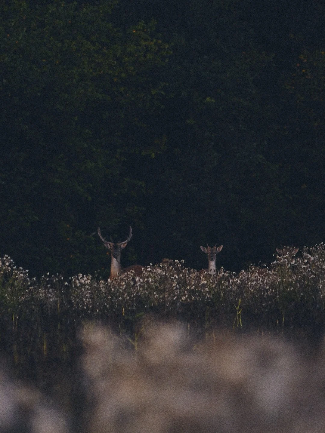 Another buck season begins.
Fallow back in the chiller. Nothing quite like it.
#Rushbrooke