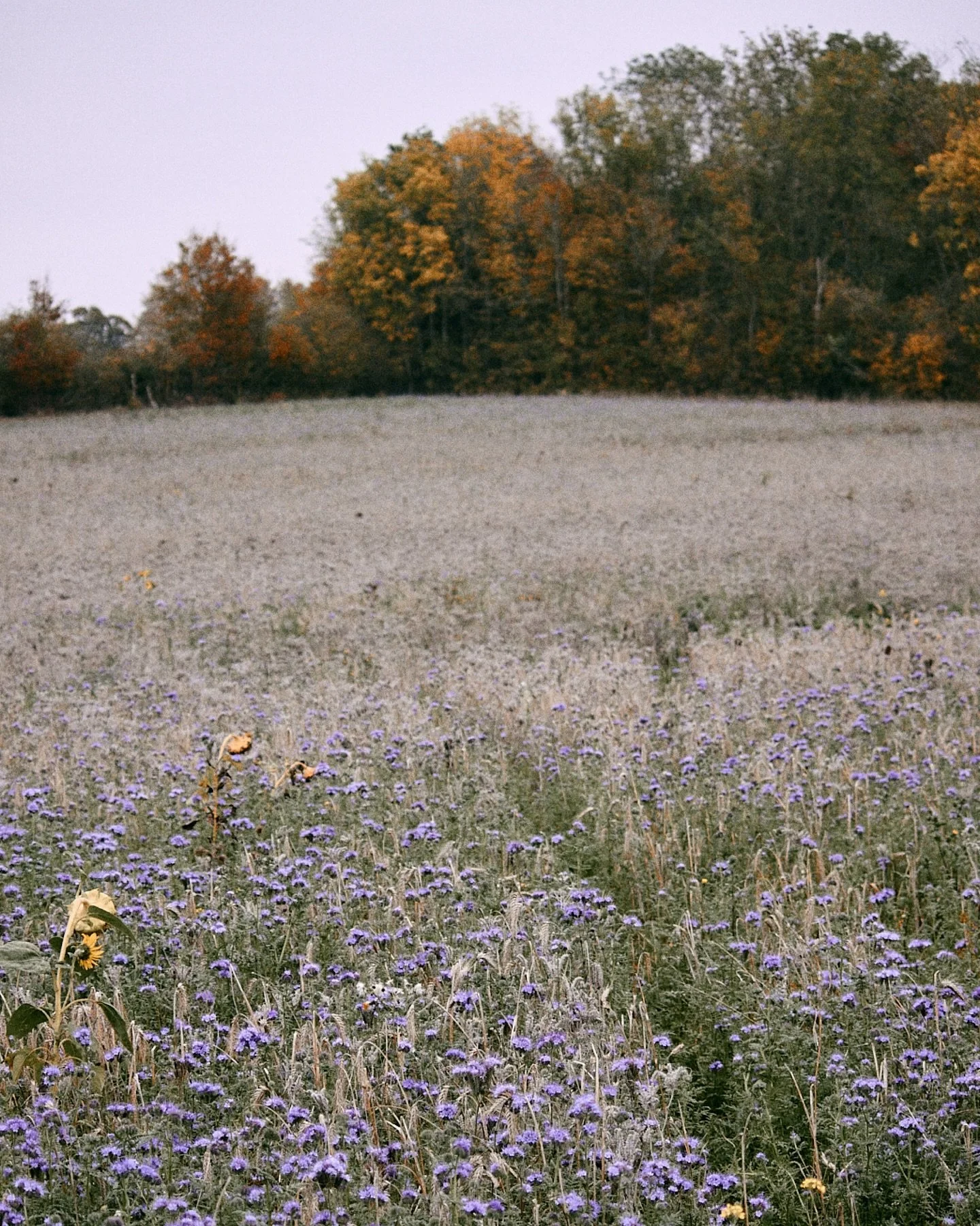 England, November.

Don&rsquo;t forget to stop, look around, and enjoy the little things. 

#Rushbrooke