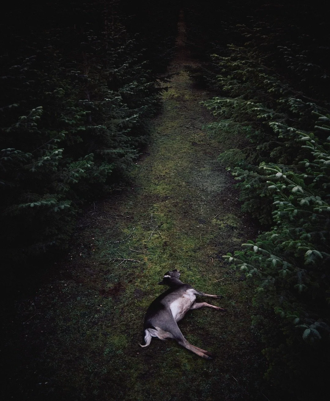 Cat &amp; Mouse in the spruce and fir.

We don&rsquo;t chase, we outwit. 

#Rushbrooke