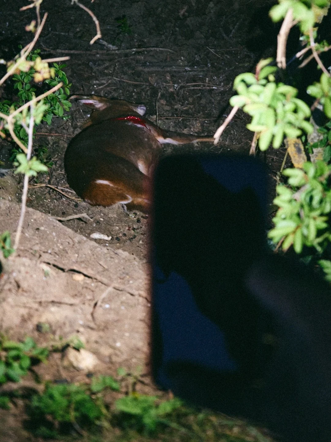 With fallow safe for another season, attention turns to muntjac, who are afforded no such respite.

#Rushbrooke