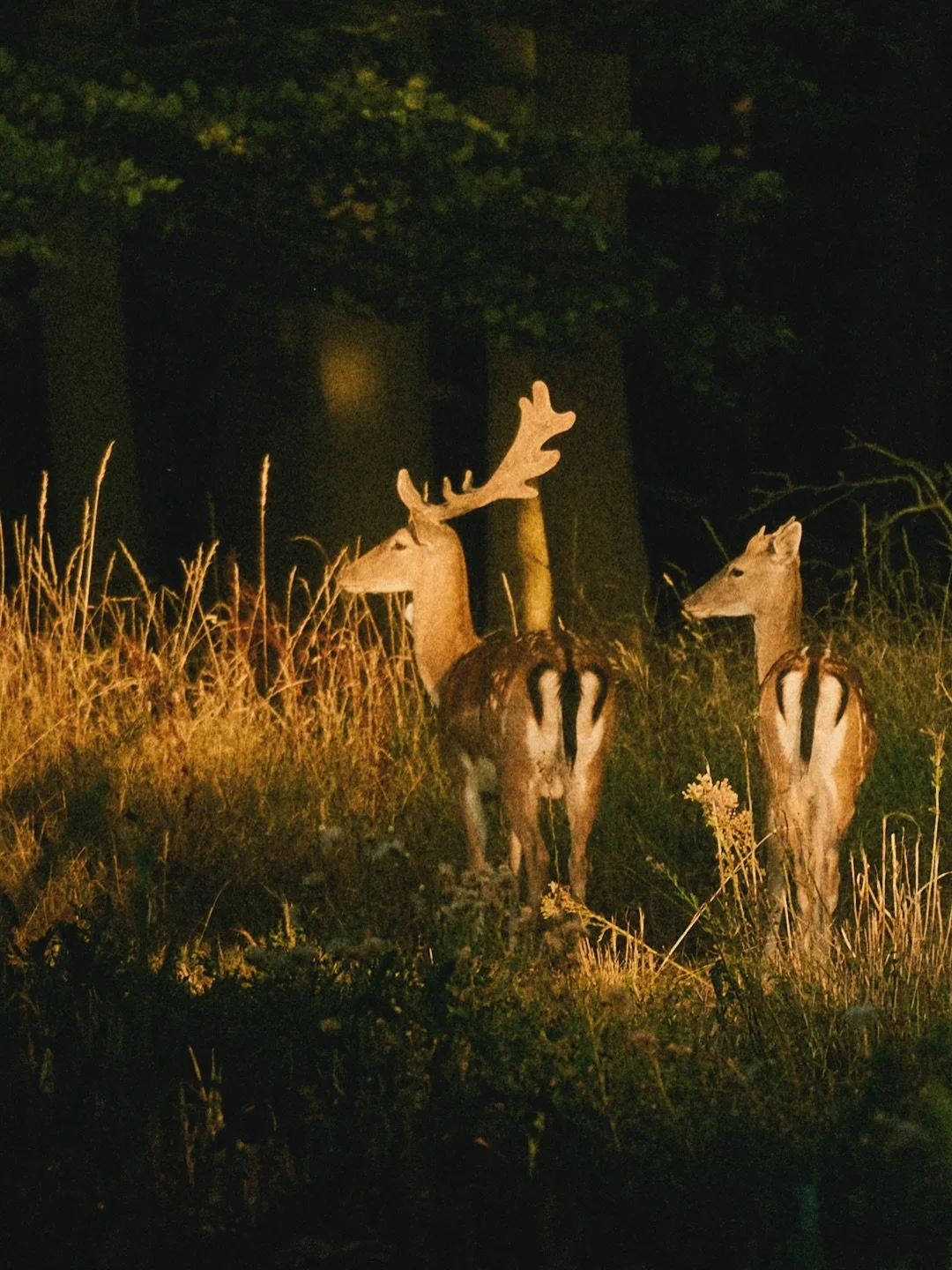 It&rsquo;ll soon be winter again, so enjoy August while it&rsquo;s here. 

Get out there and do something.

#Rushbrooke