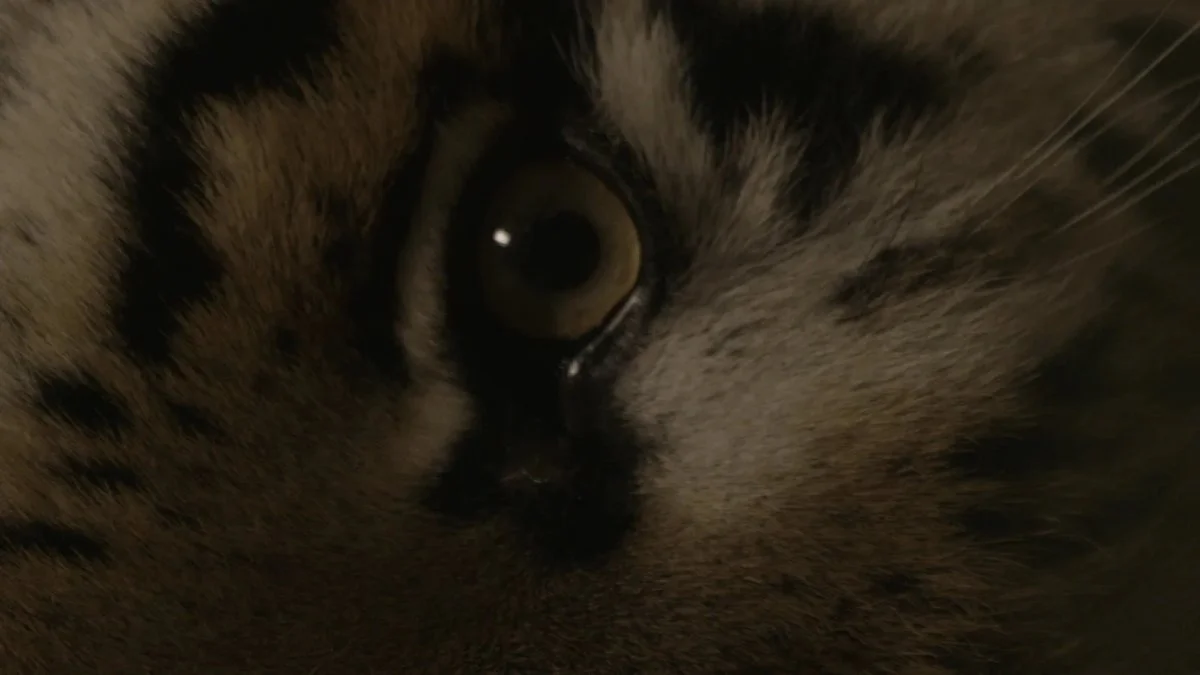 Saodat Ismailova — The Haunted (2017)