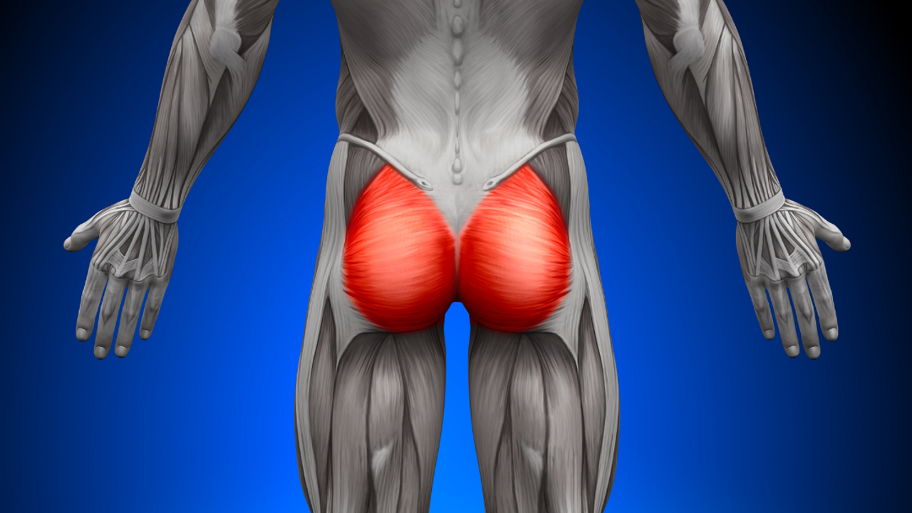 Which Exercises Activate the Gluteus Maximus the Most? — Outlast