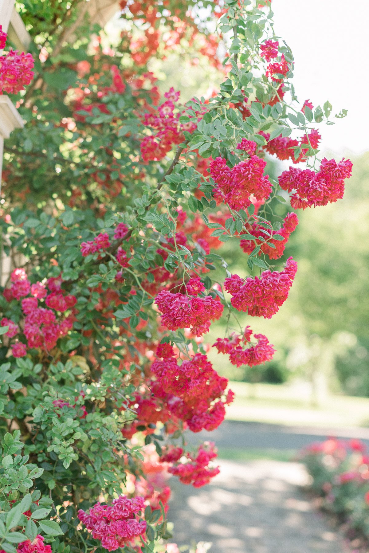 Schenectady Rose Garden NY Family Photographer