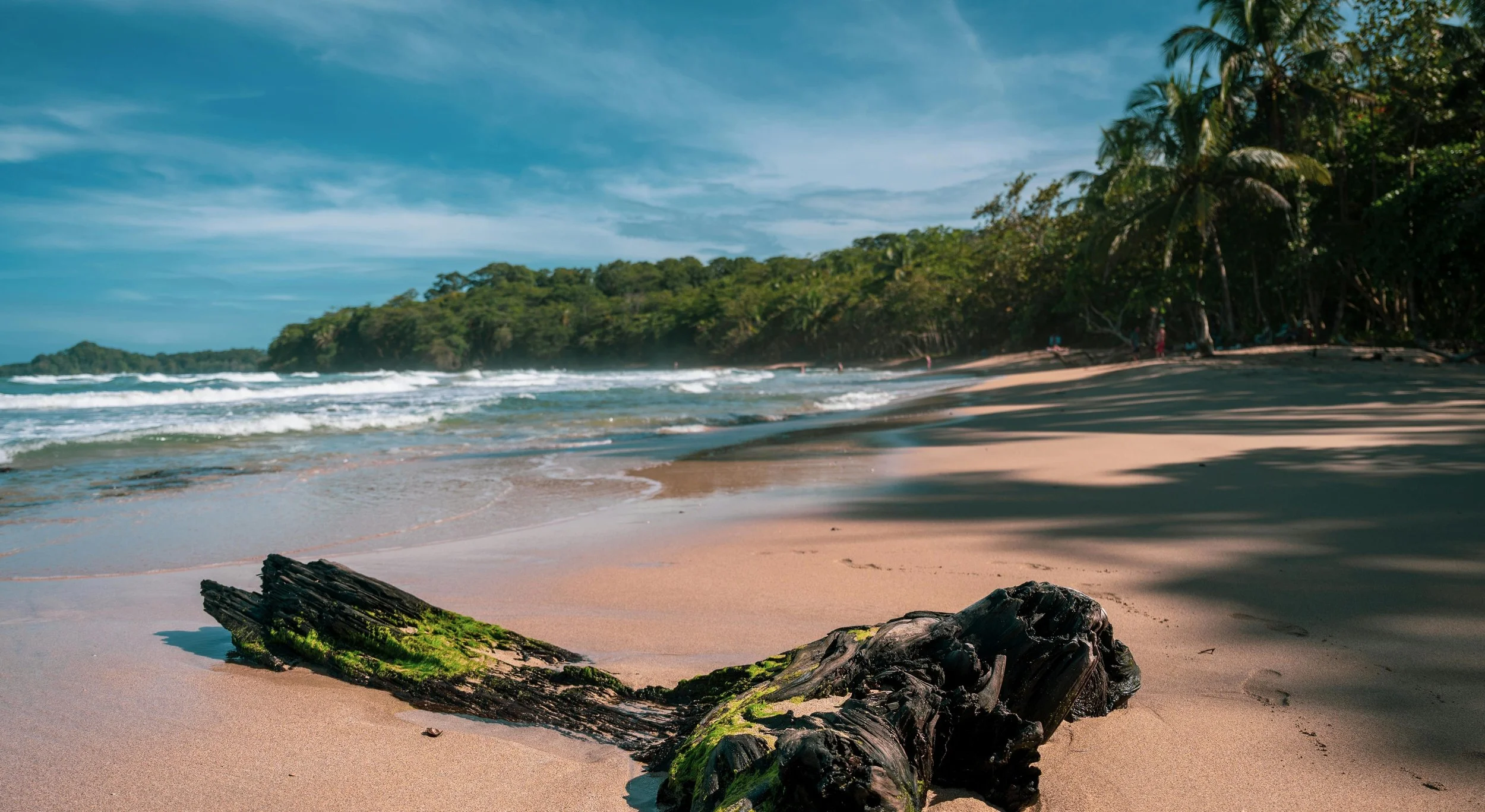 Wood Covered with Green Moss on Brown Sand Near Body of Water in Puerto Viejo, Costa Rica.