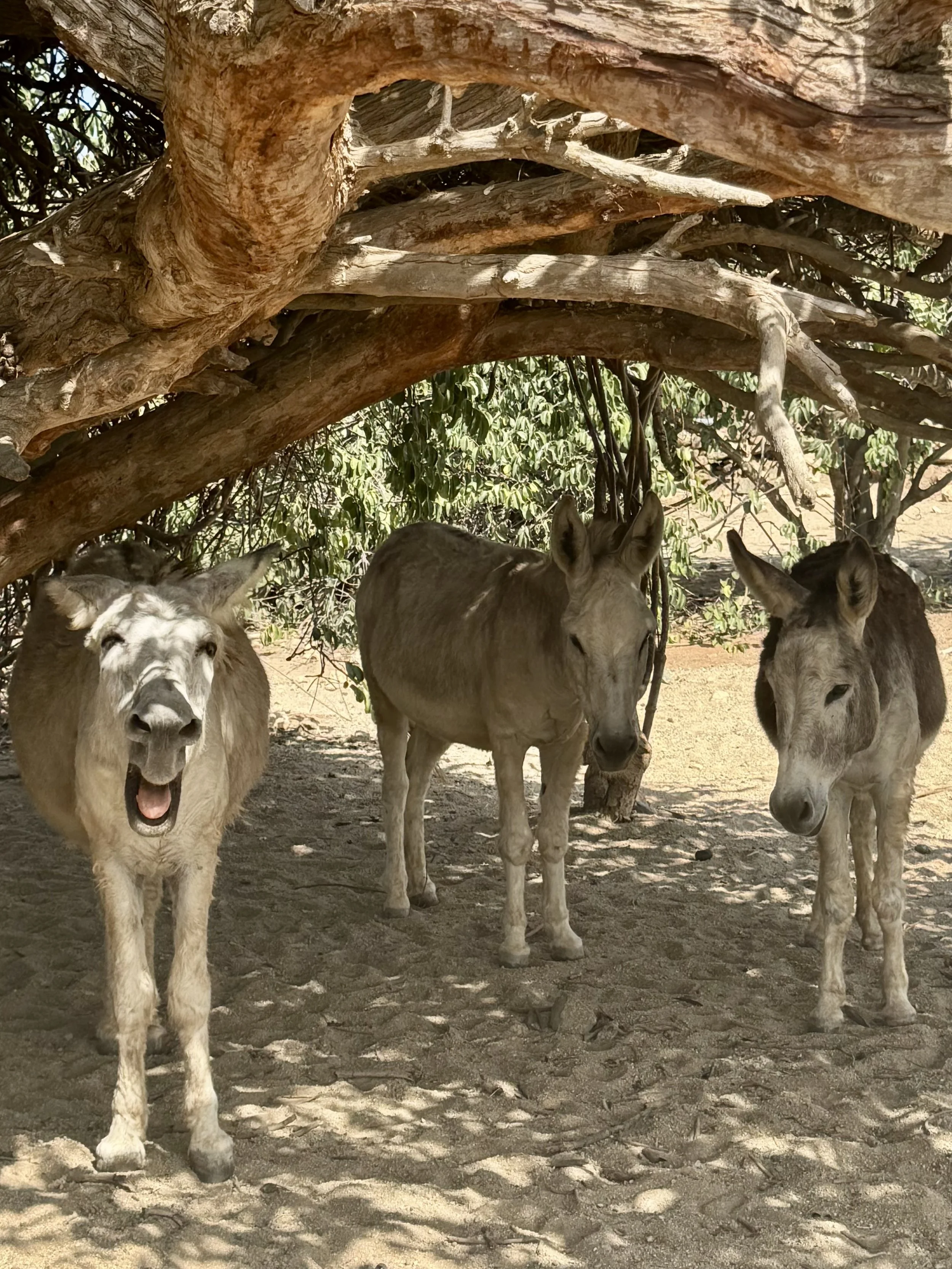 Donkeys resting under a tree at the Donkey Rescue in Aruba.