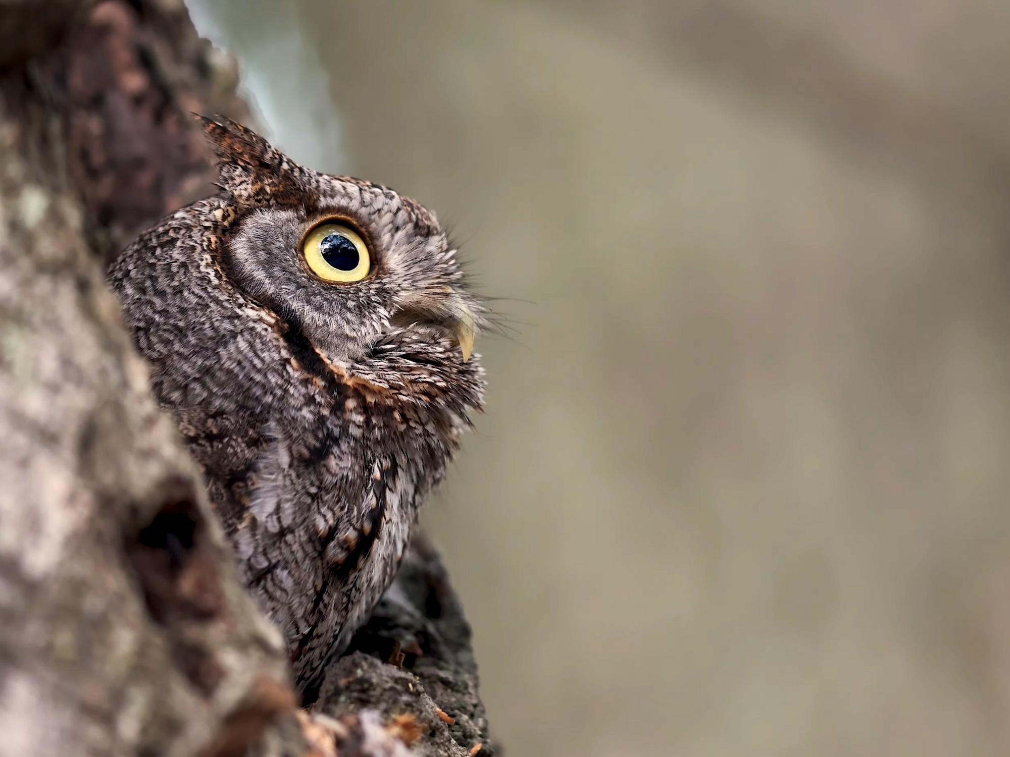 Field Trip: Night Sounds, Part Two