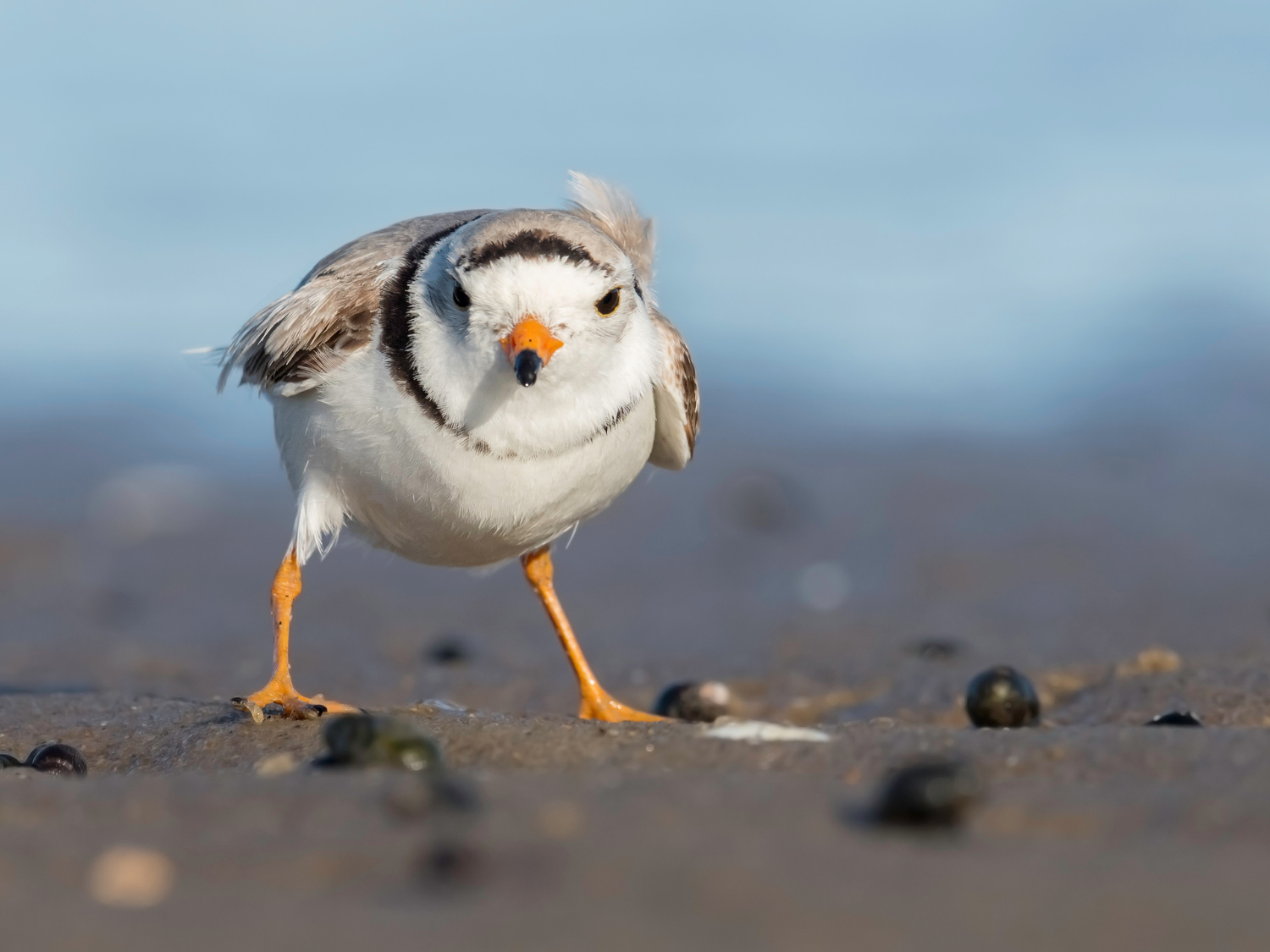 Field Trip: Beach and Dune Ecology