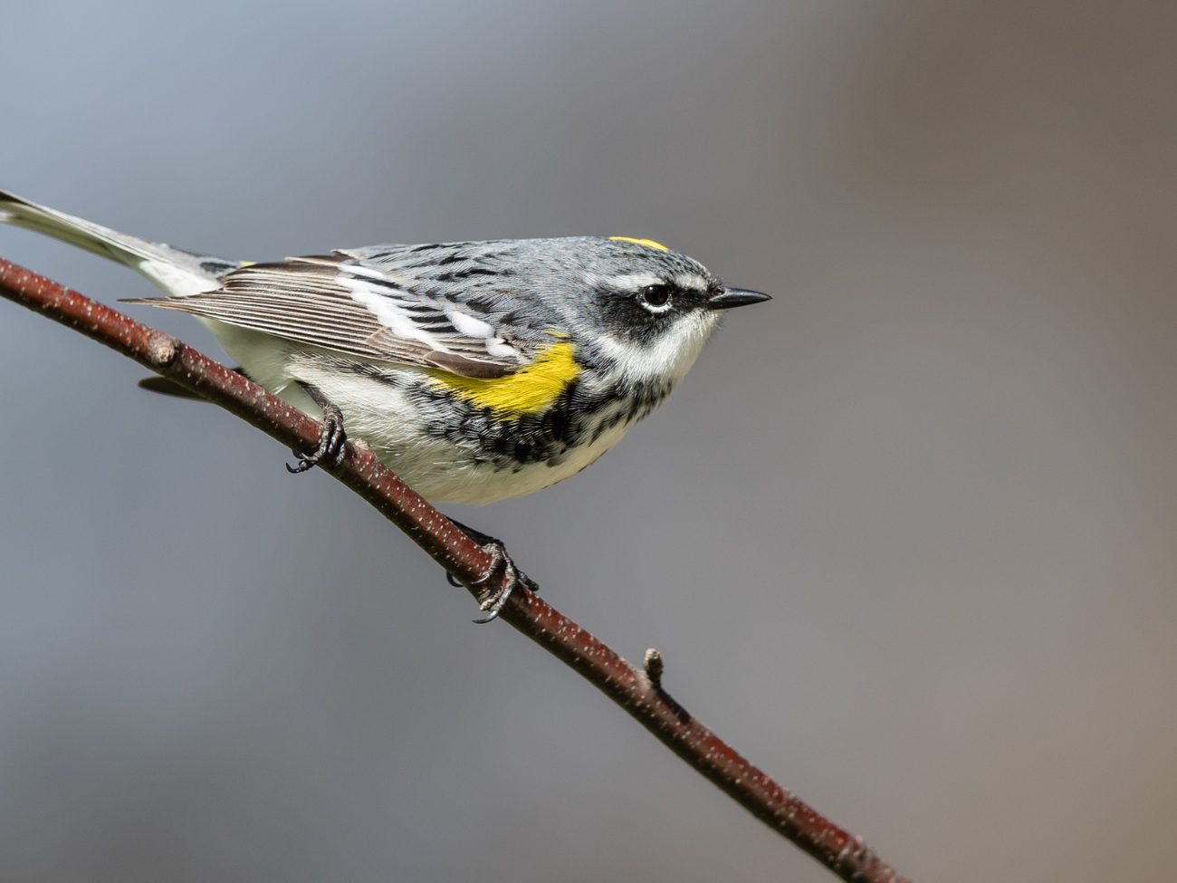 Field Trip: Forest Birds Along the Lakeshore