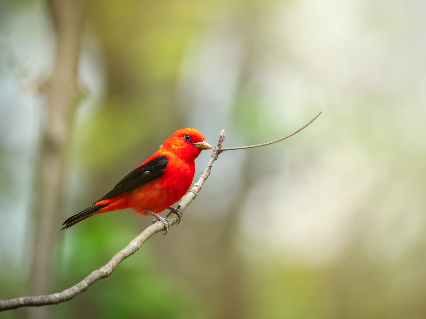 Field Trip: Hike in the Embayment Area